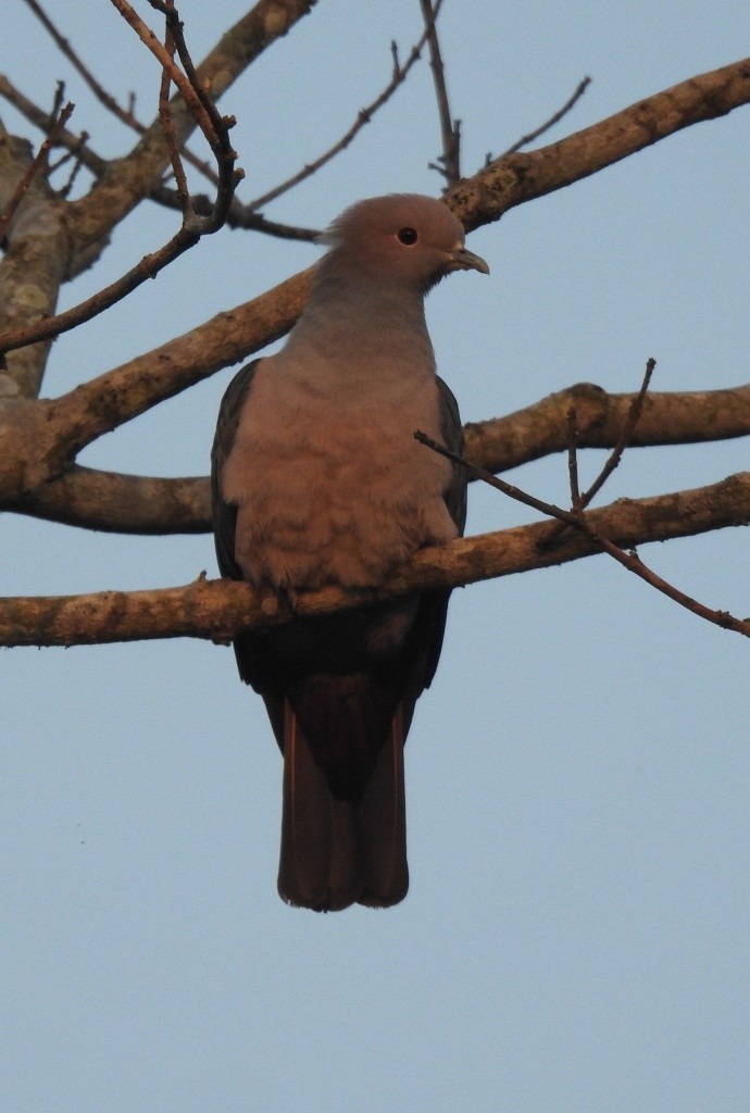 Green Imperial-Pigeon - ML303634621