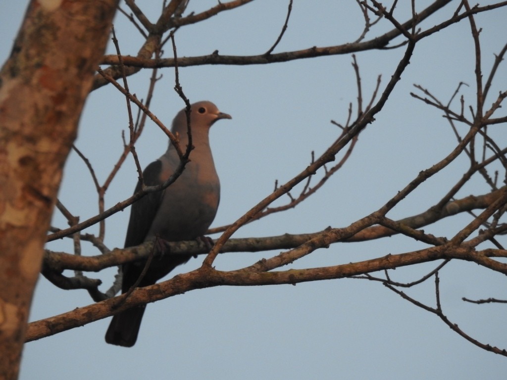 Green Imperial-Pigeon - ML303634641