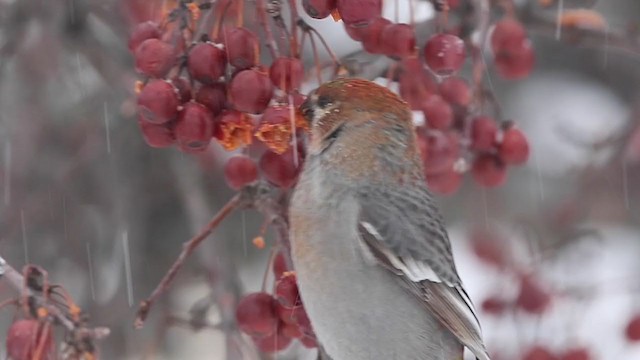 Pine Grosbeak - ML303635611