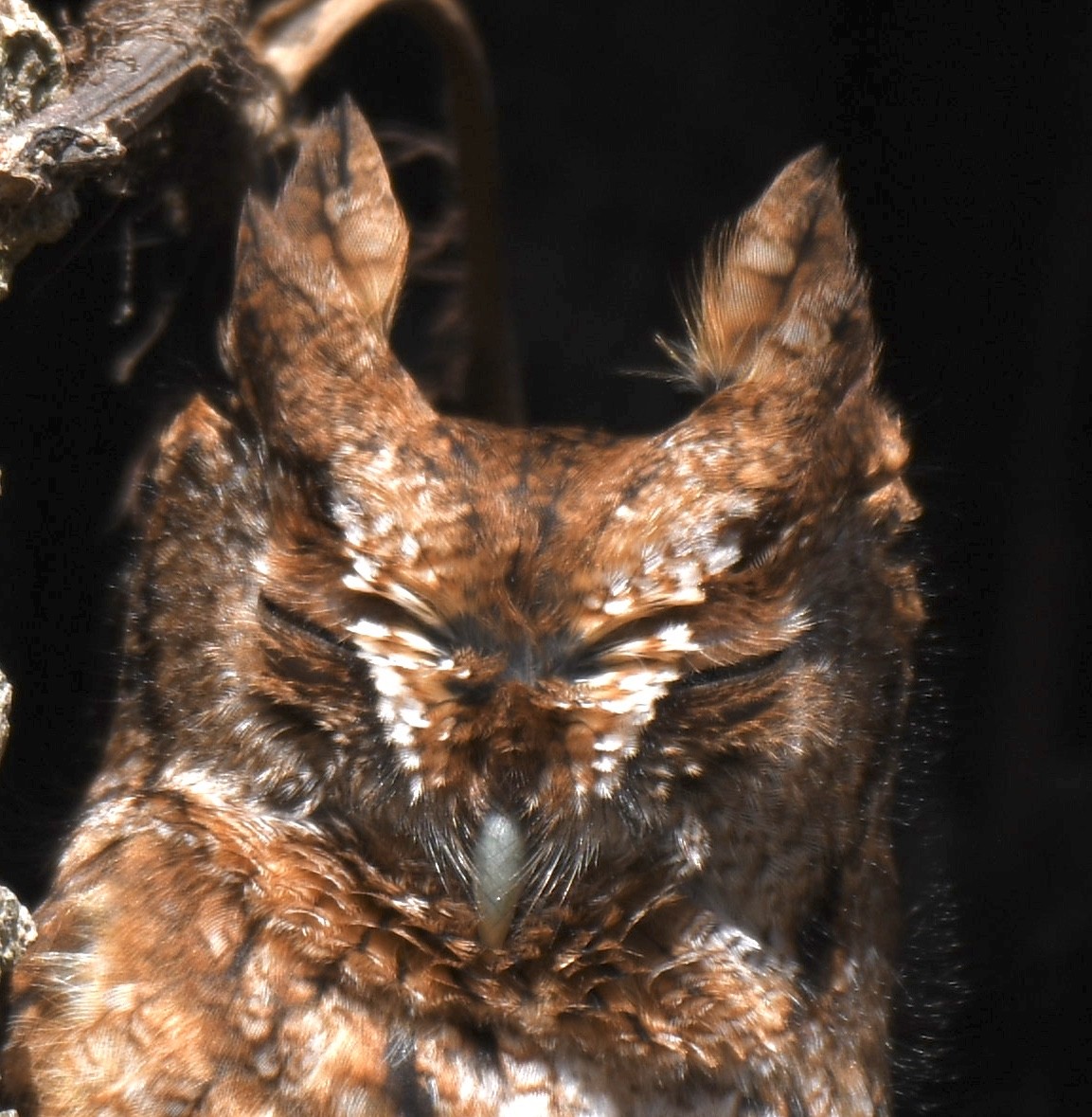 Eastern Screech-Owl - Cyndy Hardaker