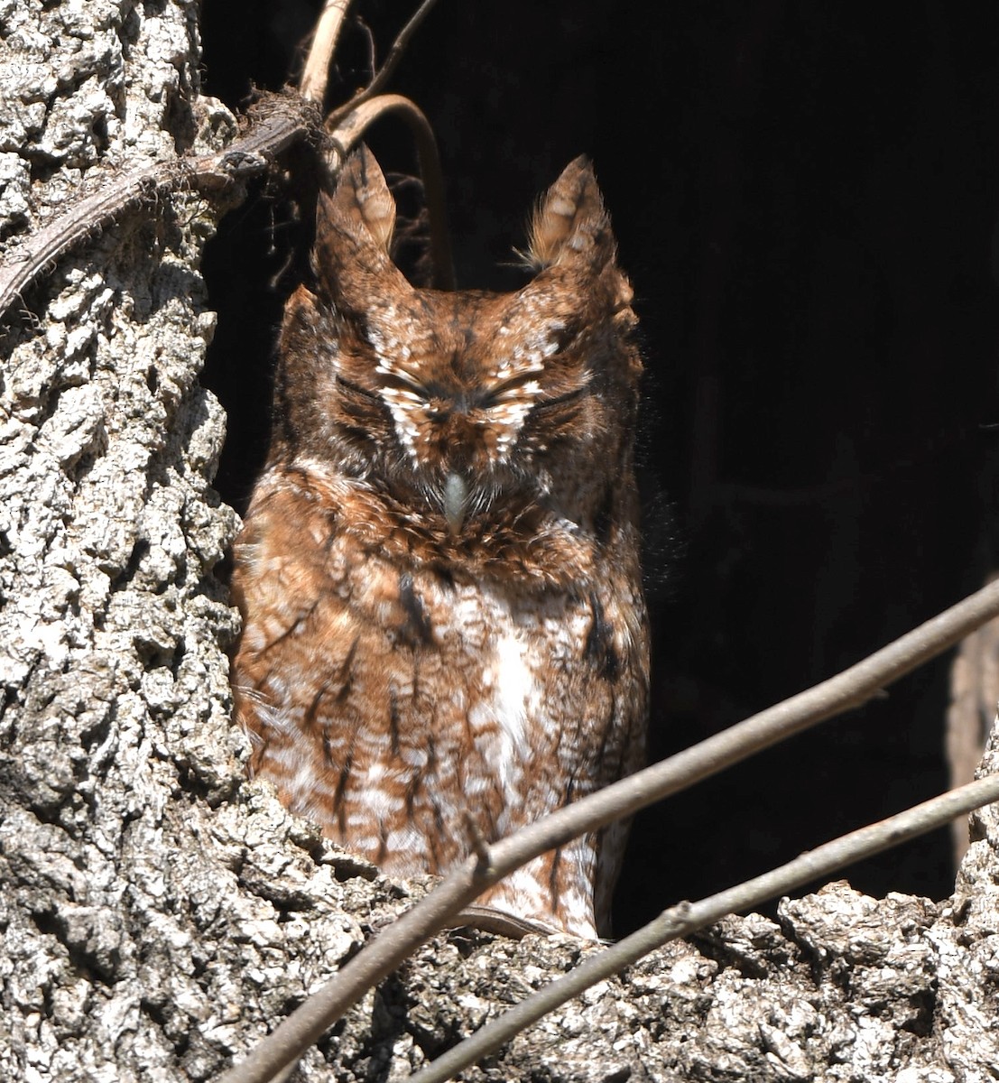 Eastern Screech-Owl - Cyndy Hardaker