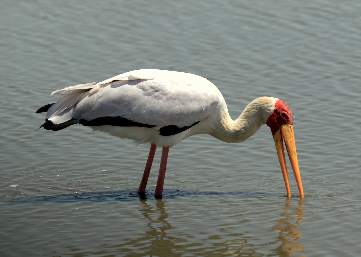 Tantale ibis - ML303638301