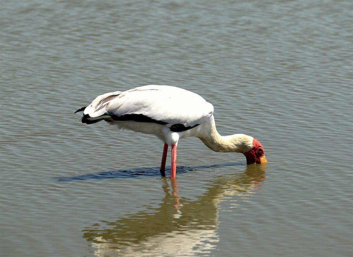 Yellow-billed Stork - ML303638311