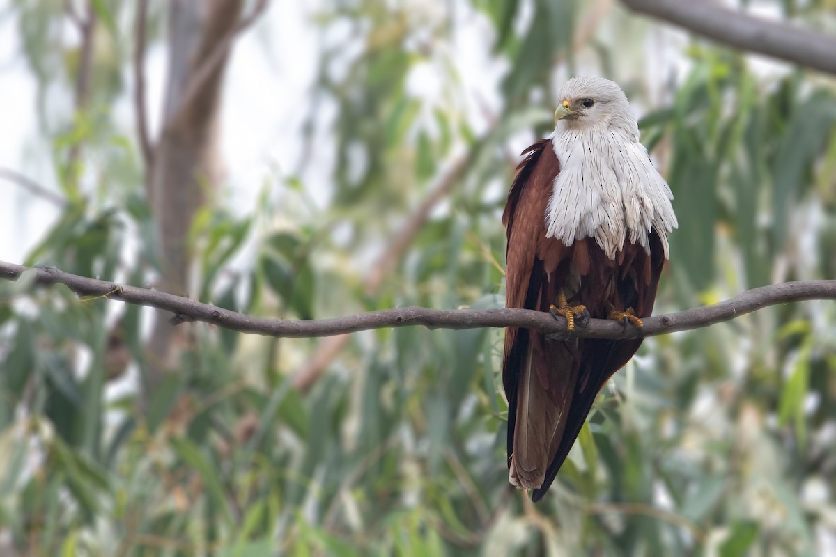 Brahminy Kite - ML303638601