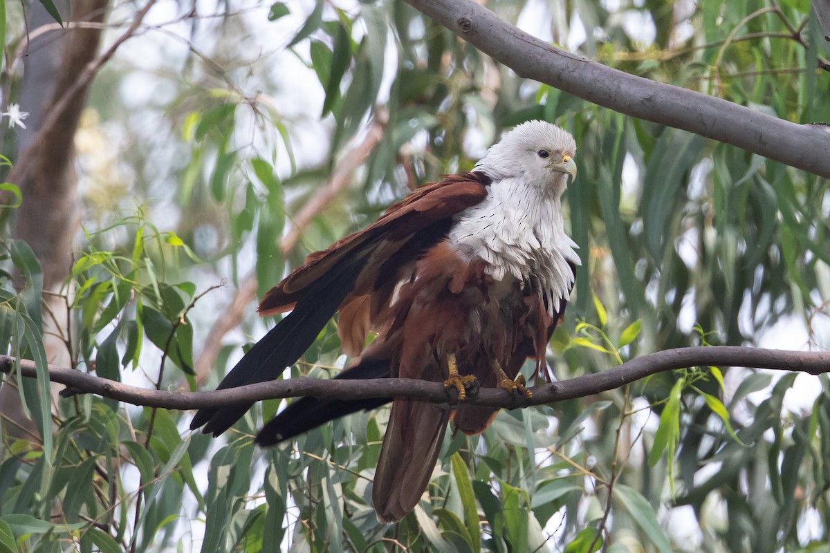 Brahminy Kite - ML303638621