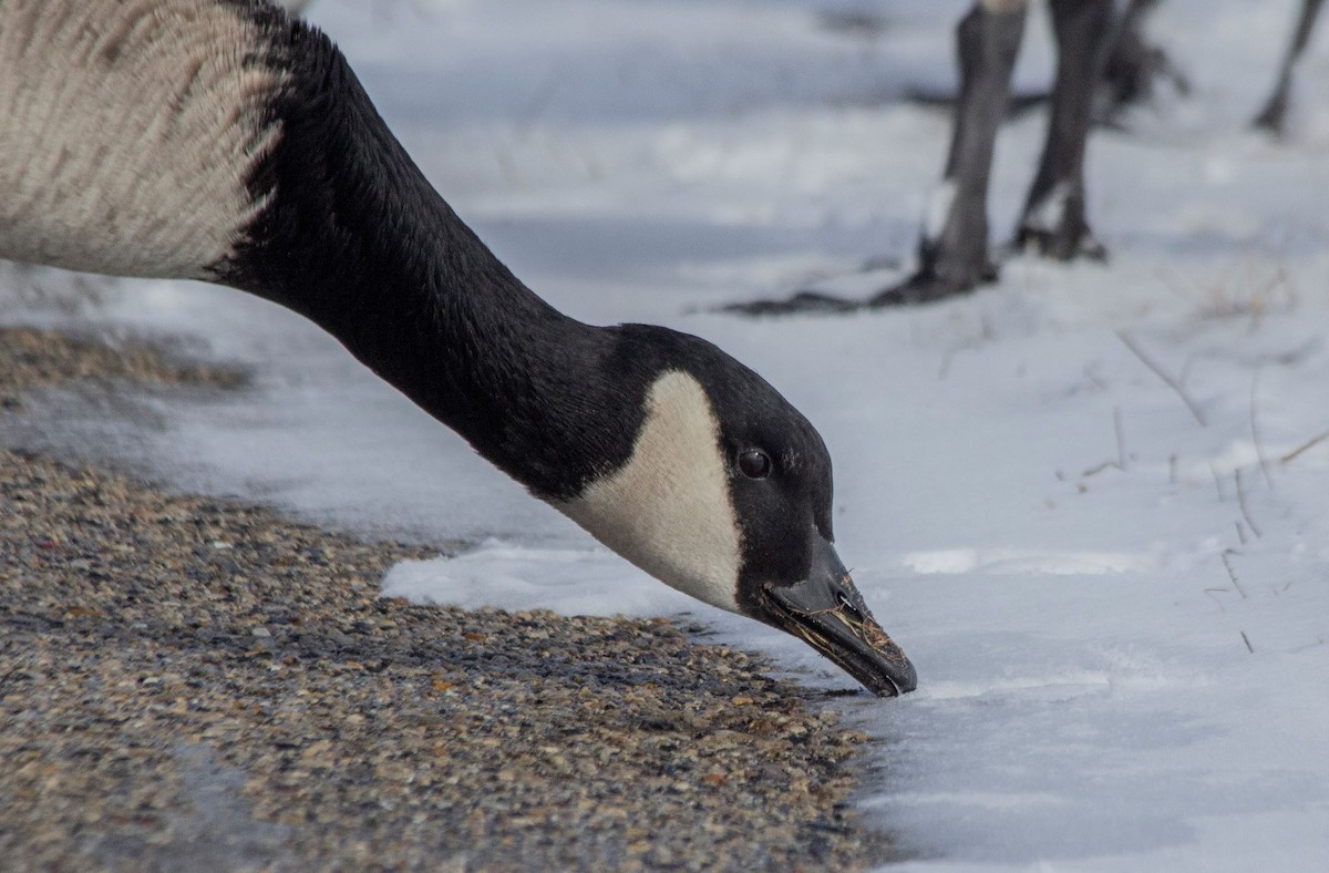 Canada Goose - 🦅 ꙅɒᴎoɔiʜƆ ʏɔɒɿT 🦃