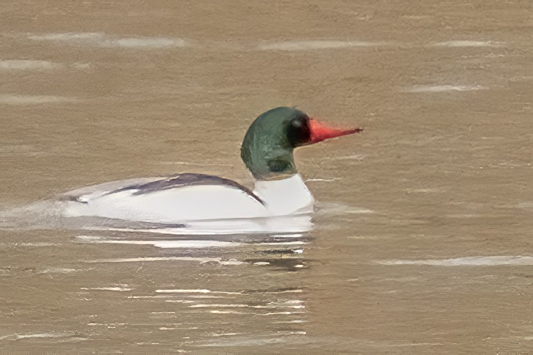 Common Merganser - ML303640111