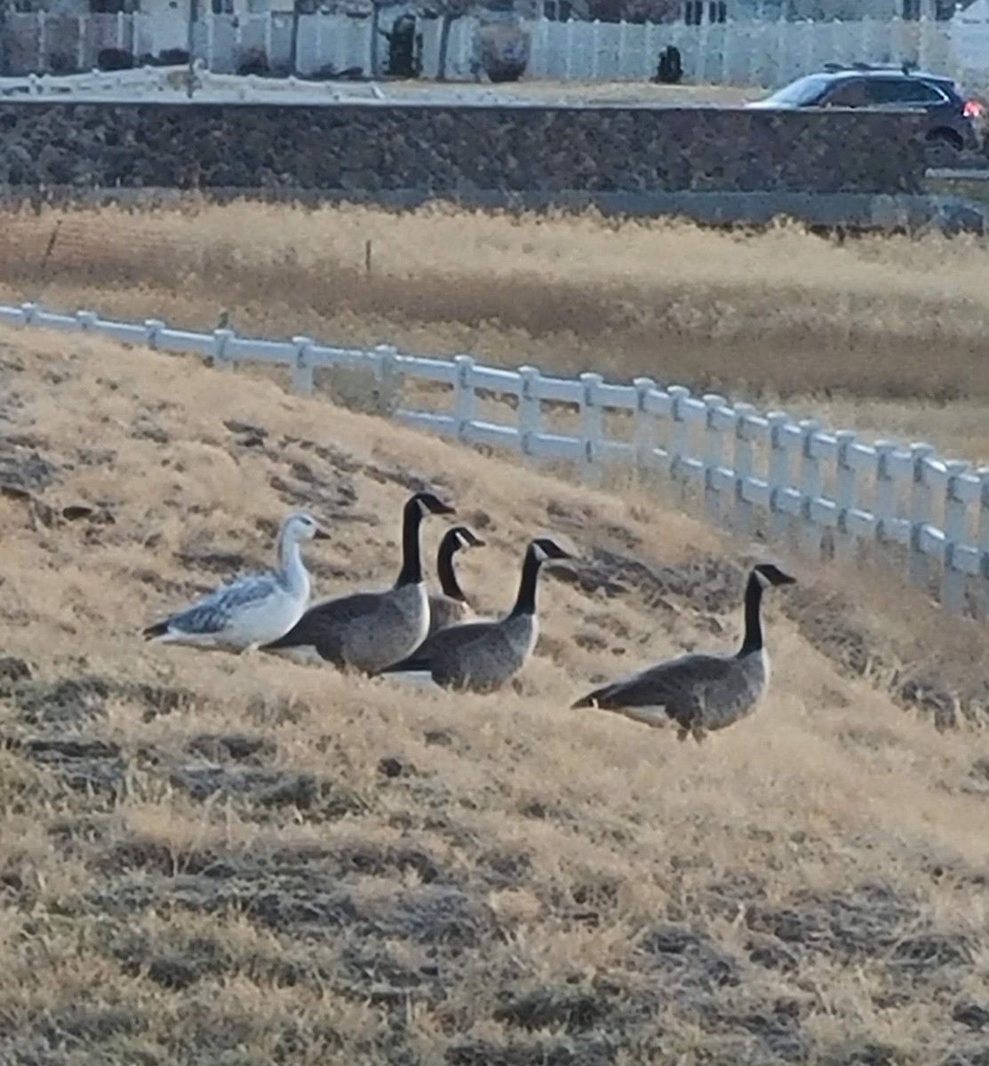 Snow Goose - ML303644041