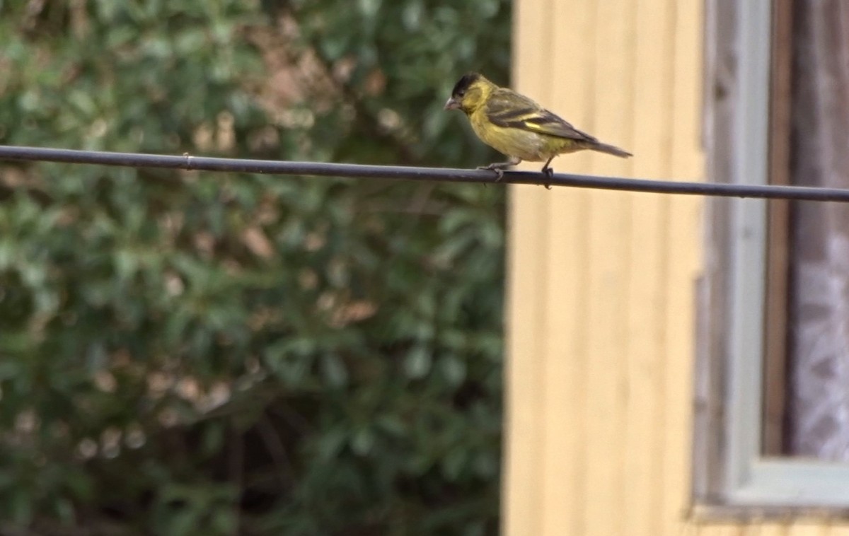 Black-chinned Siskin - ML303645321