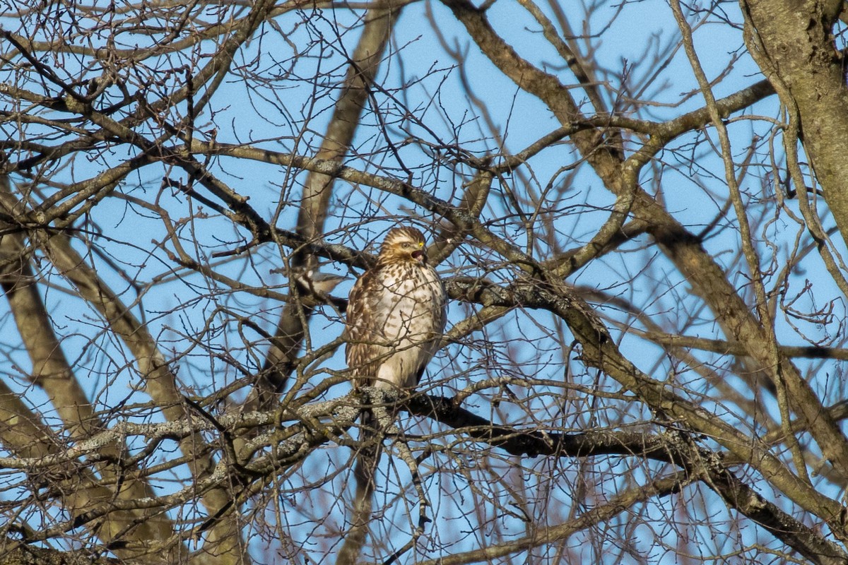 Red-shouldered Hawk - ML303647331
