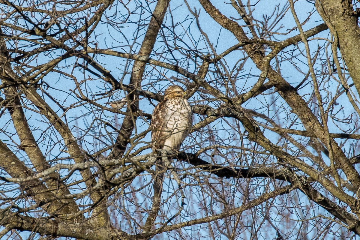 Red-shouldered Hawk - ML303647341