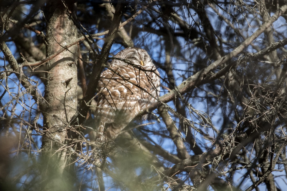 Barred Owl - ML303647421