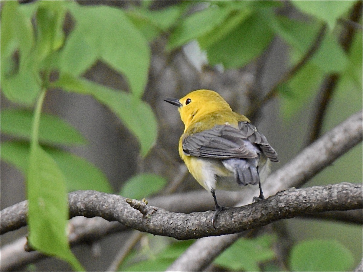 Prothonotary Warbler - ML303649531