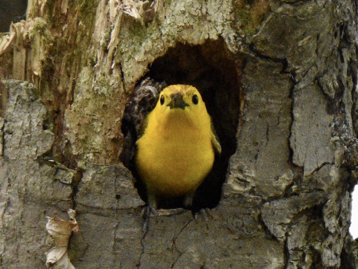 Prothonotary Warbler - ML303649541