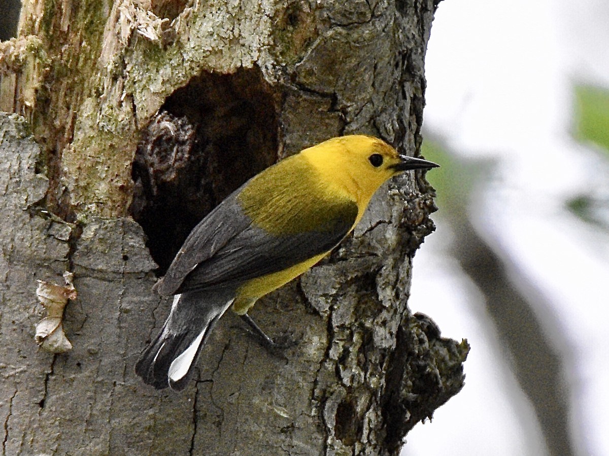 Prothonotary Warbler - ML303649551