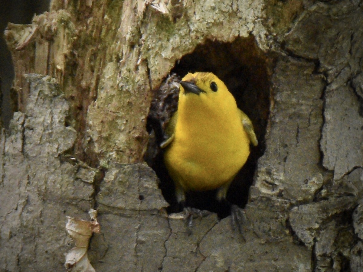 Prothonotary Warbler - ML303649561
