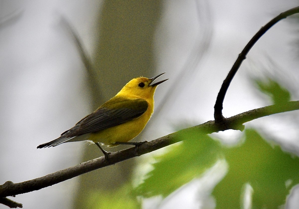 Prothonotary Warbler - ML303649581