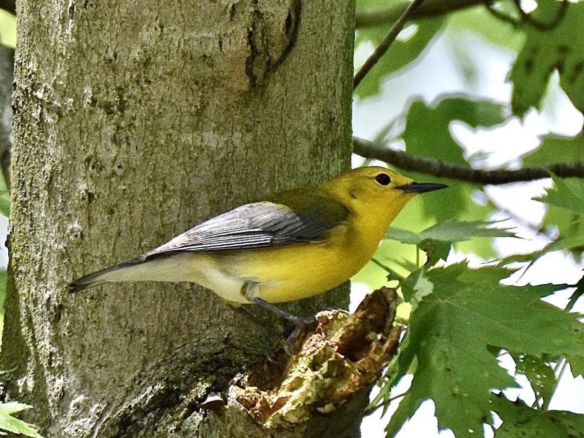 Prothonotary Warbler - ML303649601