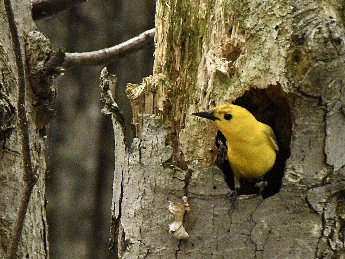 Prothonotary Warbler - ML303649611