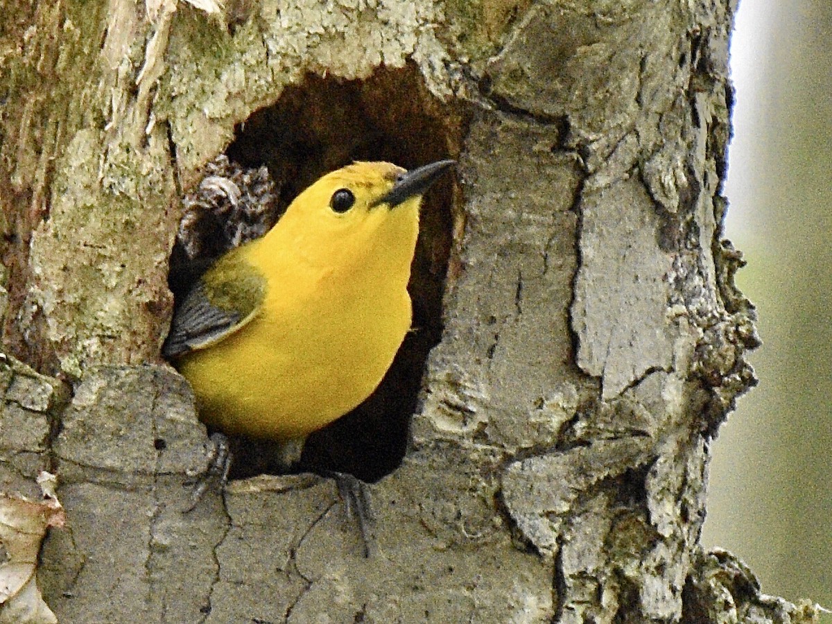 Prothonotary Warbler - ML303649621
