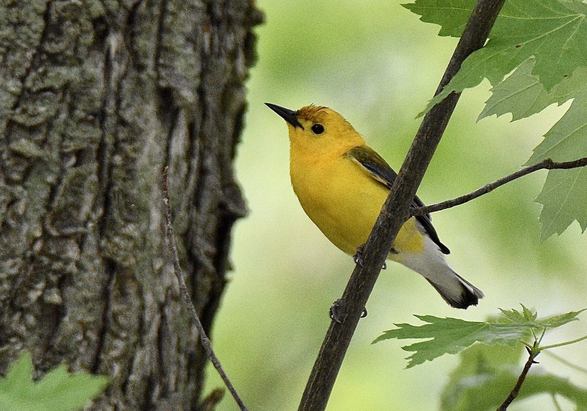 Prothonotary Warbler - ML303649671