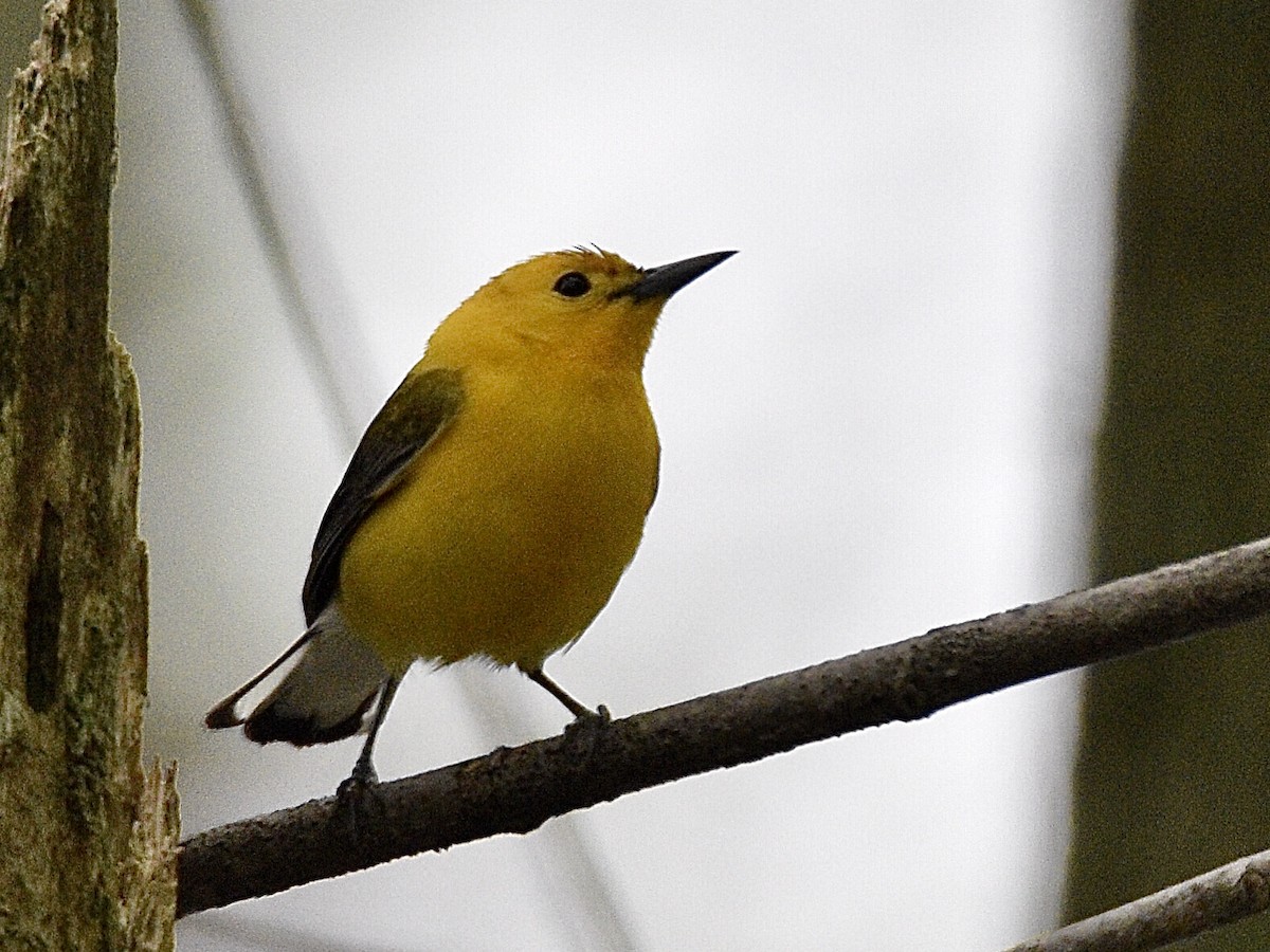 Prothonotary Warbler - ML303649691