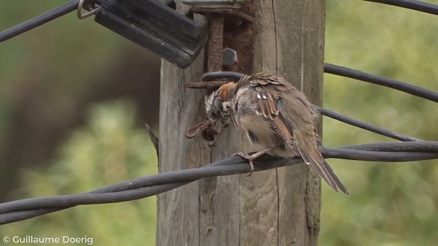 Rufous-collared Sparrow - ML303650681