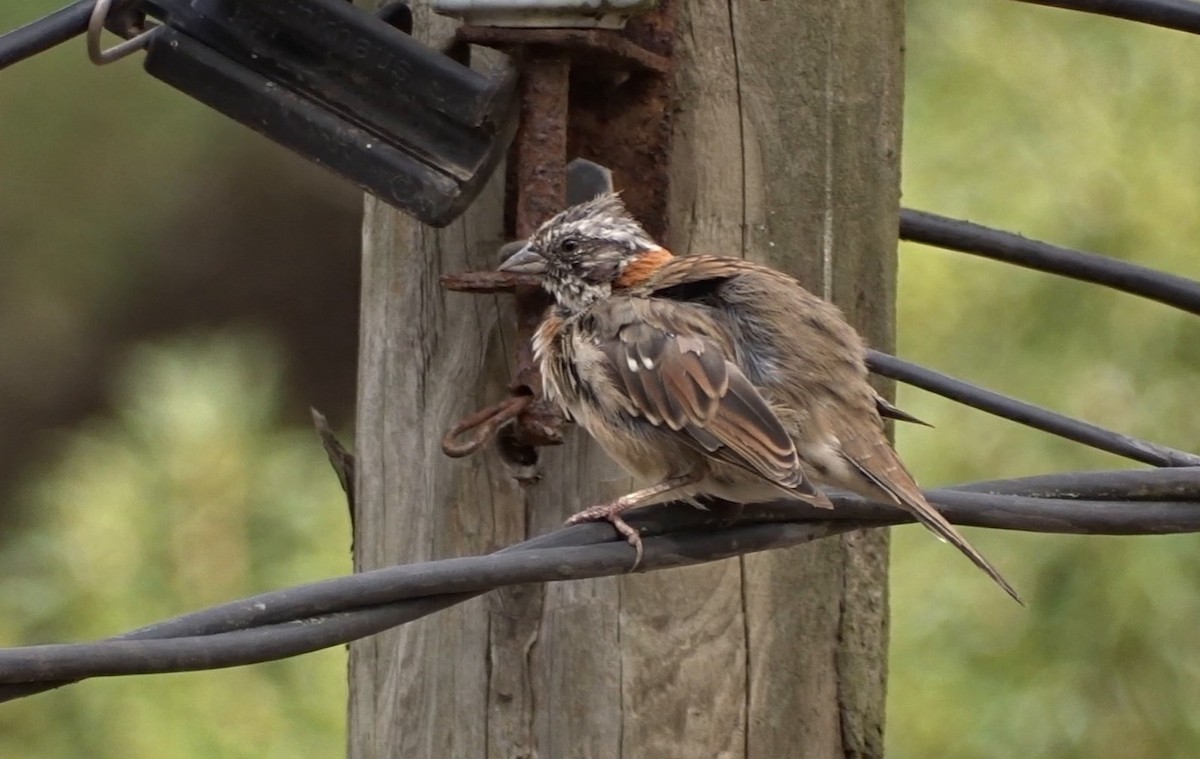 Rufous-collared Sparrow - ML303650801