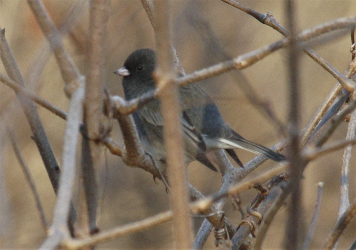 Dark-eyed Junco (Slate-colored) - ML303653101