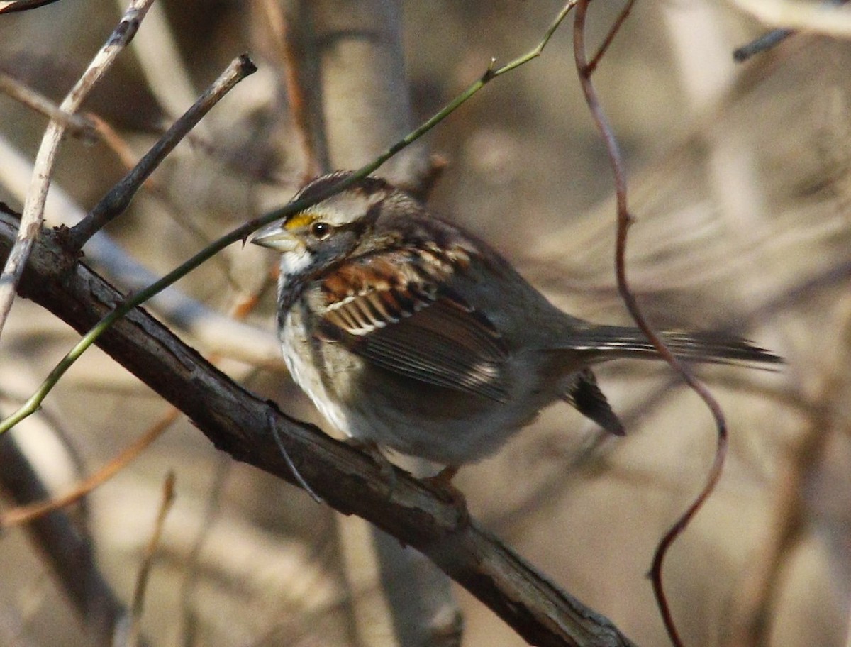 White-throated Sparrow - ML303653181