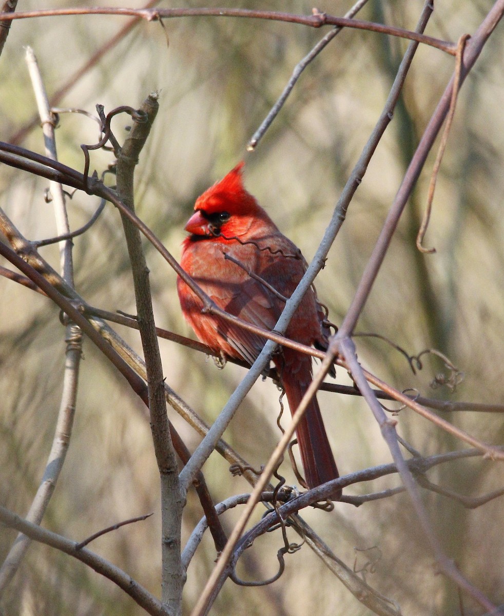 Northern Cardinal - ML303653251