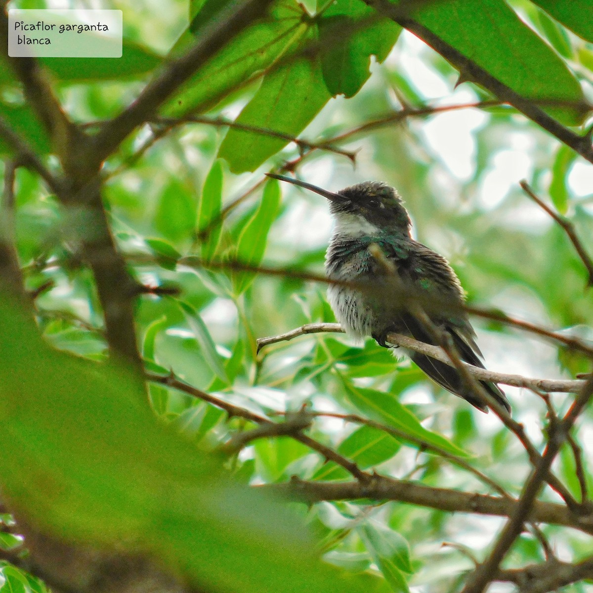 White-throated Hummingbird - ML303654221