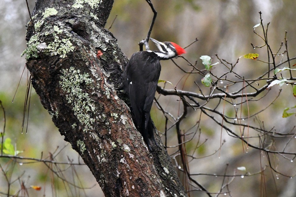 Pileated Woodpecker - ML303660541