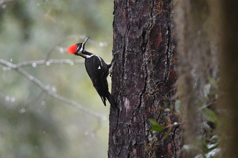 Pileated Woodpecker - ML303660551