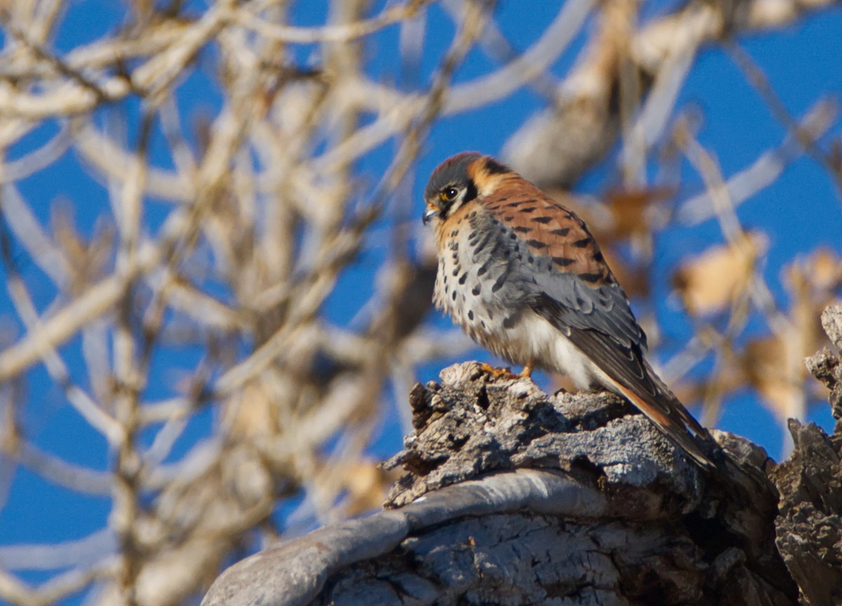 American Kestrel - ML303661211