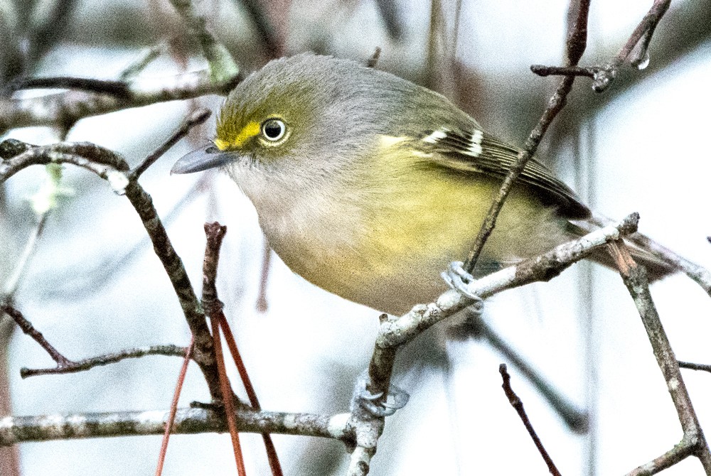 Viréo aux yeux blancs - ML303661351