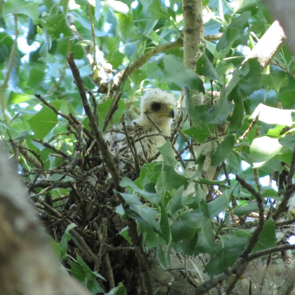 Cooper's Hawk - ML30366141