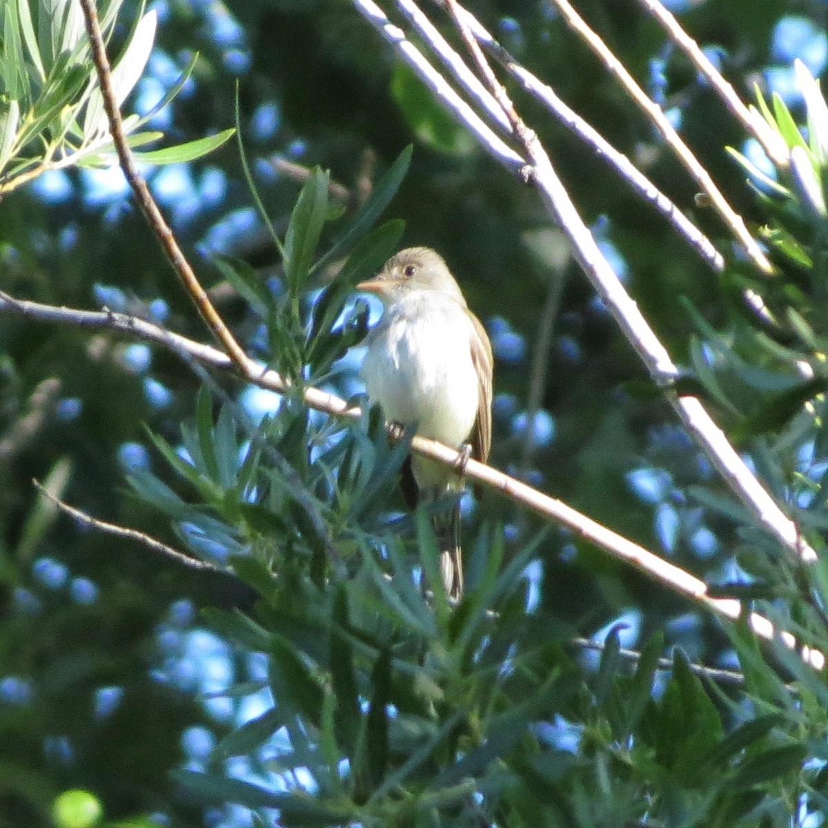 Willow Flycatcher - ML30366171