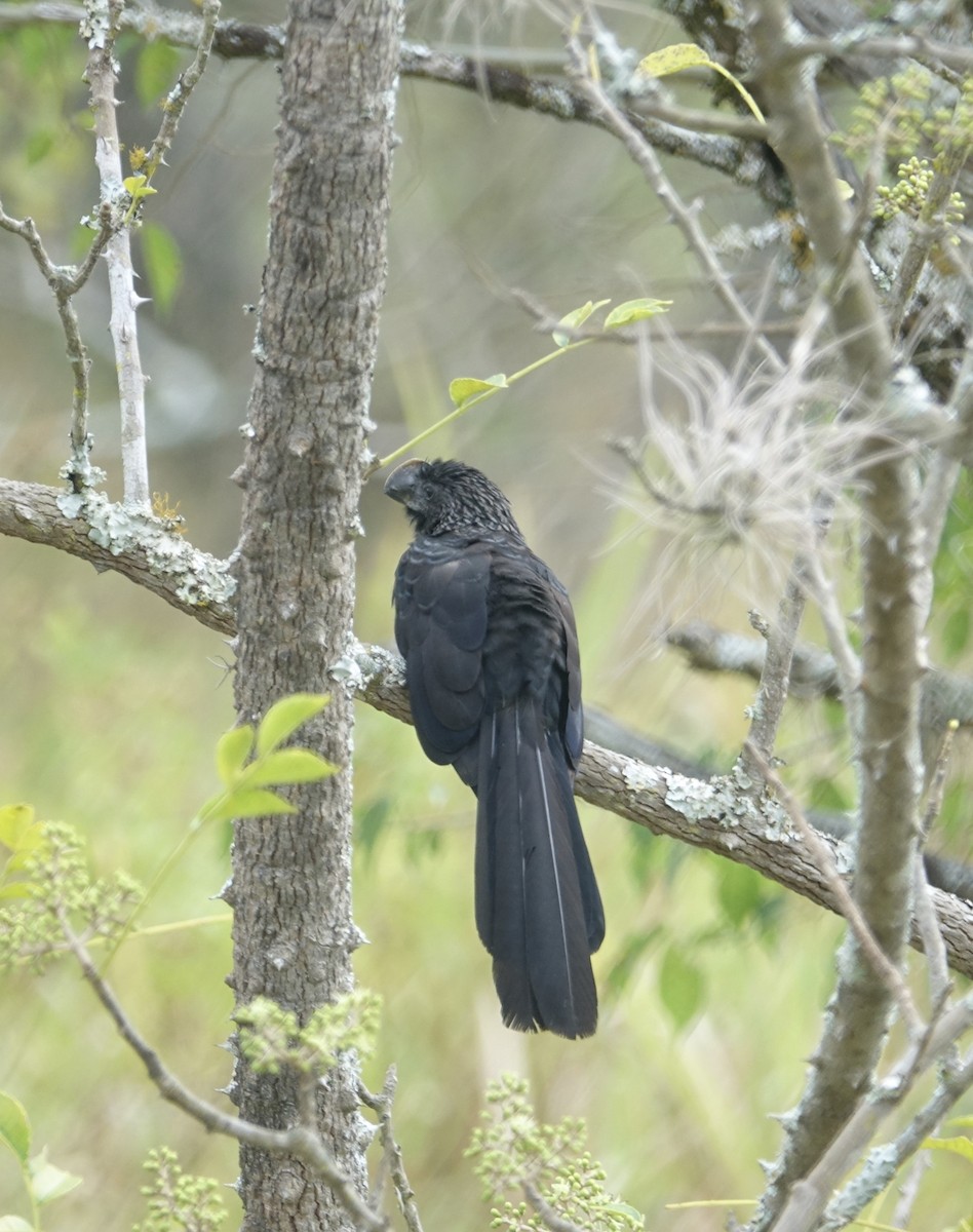 Smooth-billed Ani - Howie Nielsen