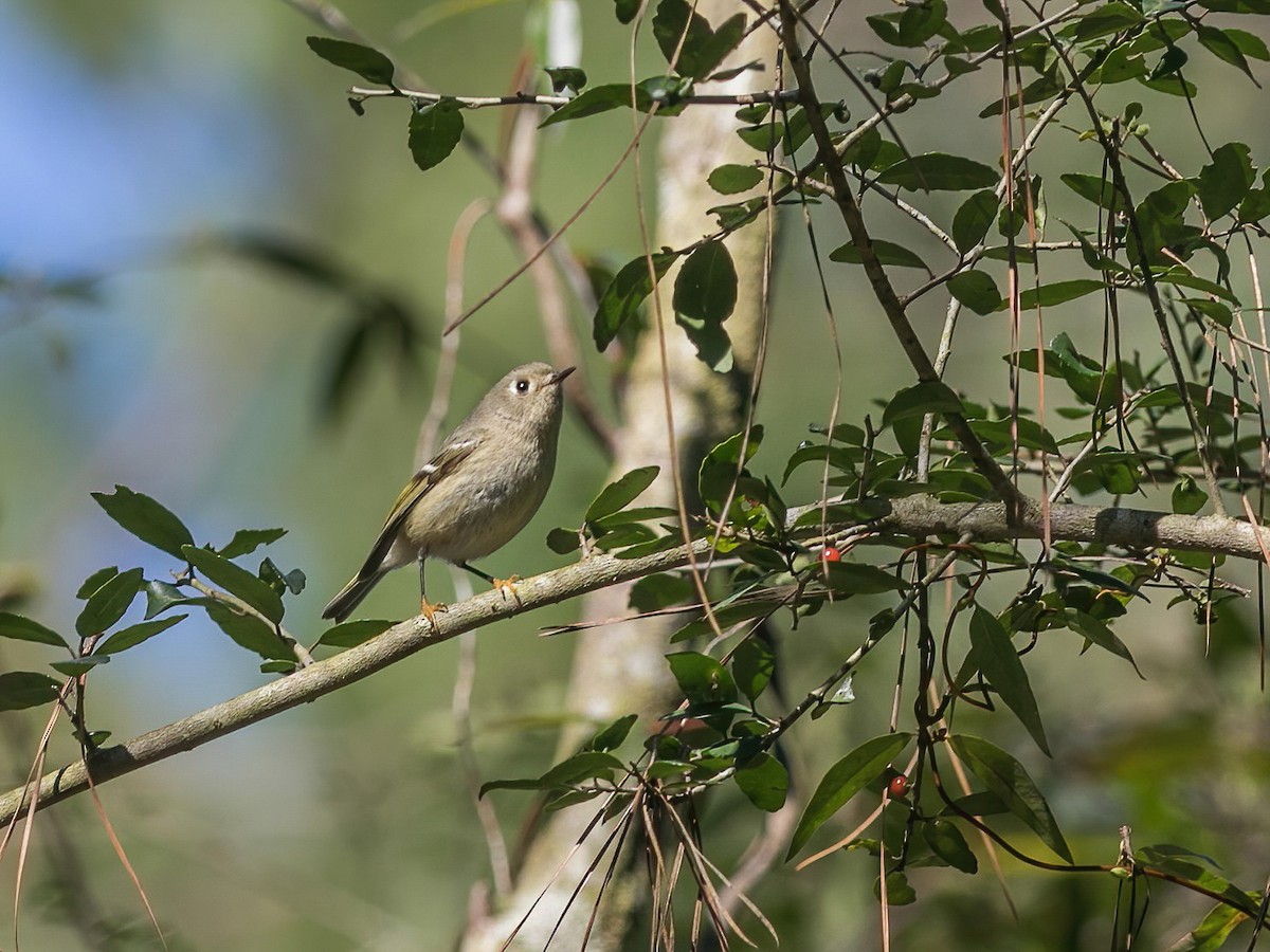 Ruby-crowned Kinglet - ML303663351