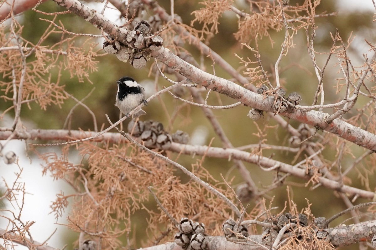 Coal Tit (Atlas) - Peter Alexander