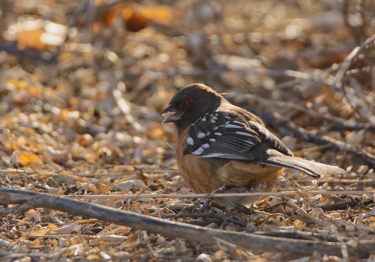 Spotted Towhee - ML303664461