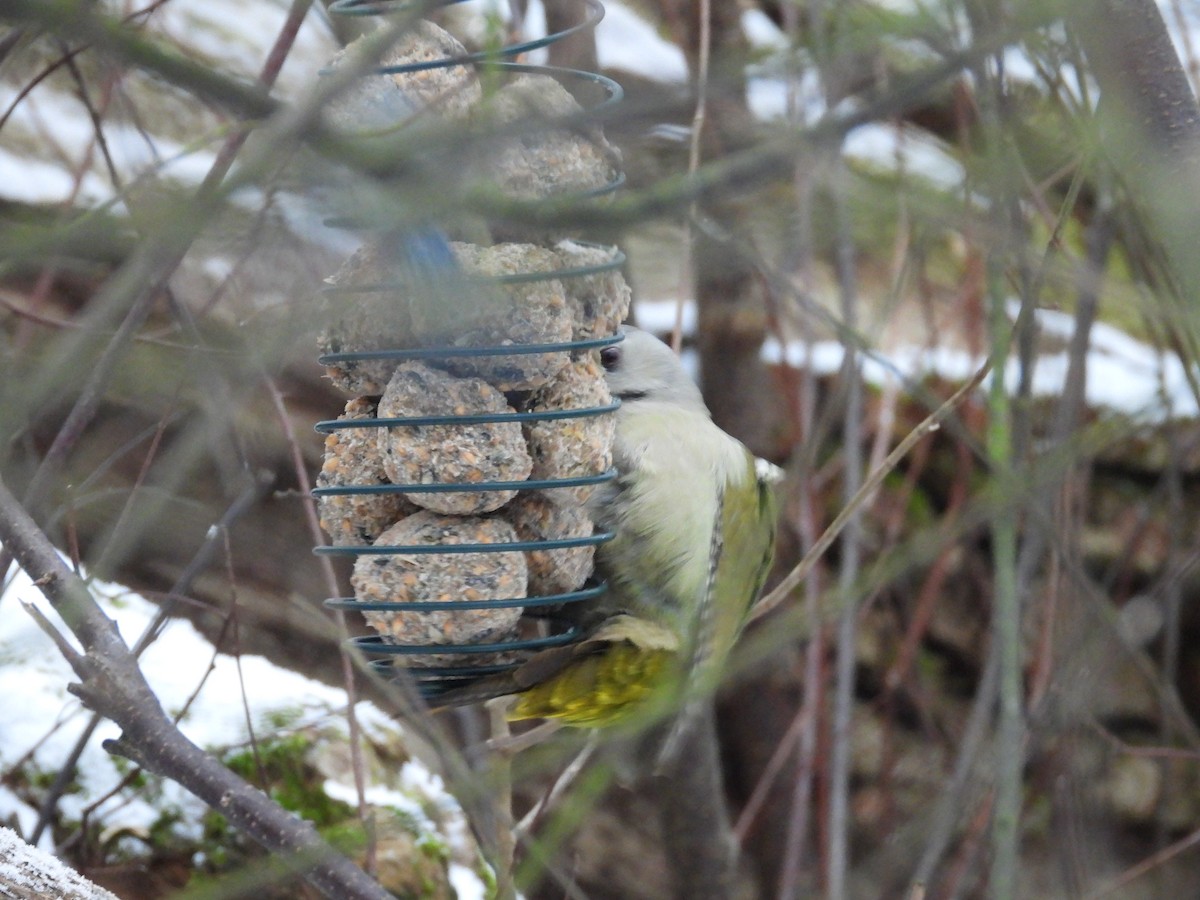 Буурал тоншуул - ML303665051