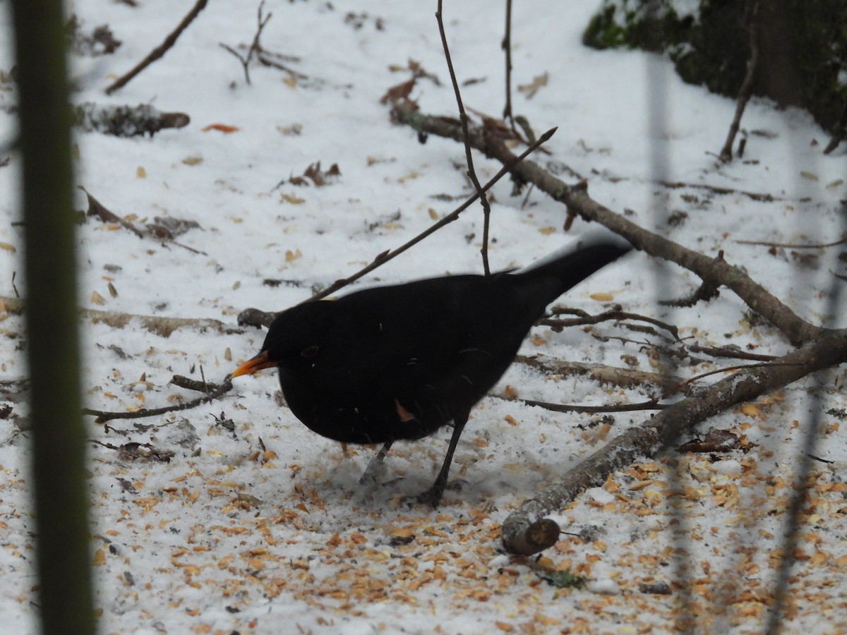 Хар хөөндэй - ML303665151