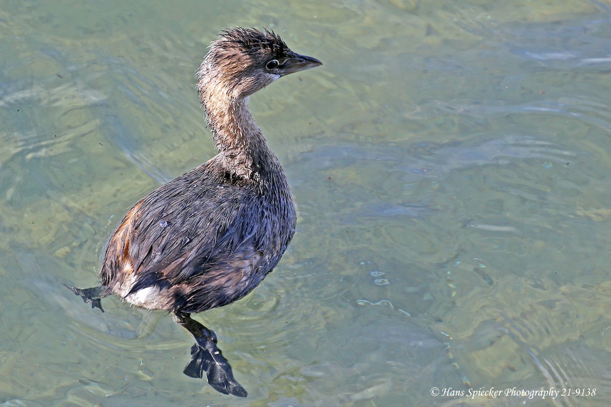 Pied-billed Grebe - Hans Spiecker