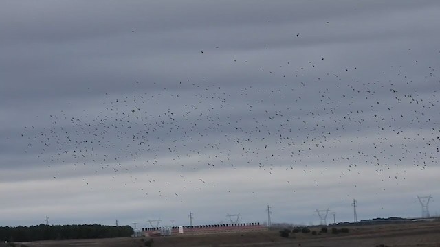 Eurasian Linnet - ML303669371