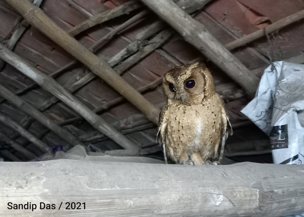 Collared Scops-Owl - Sandip Das