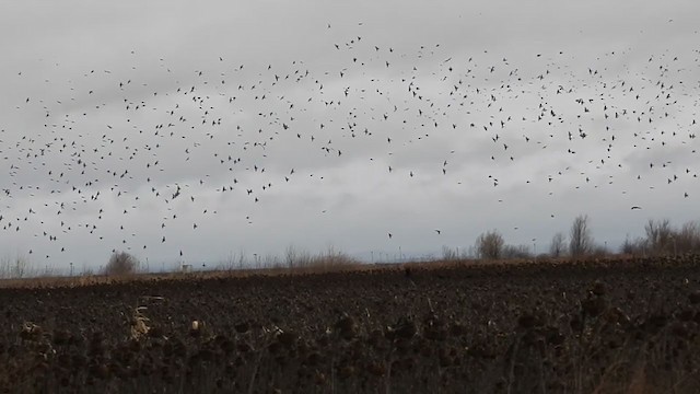 Eurasian Linnet - ML303669411