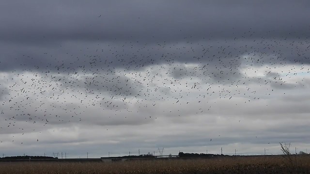 Eurasian Linnet - ML303669501