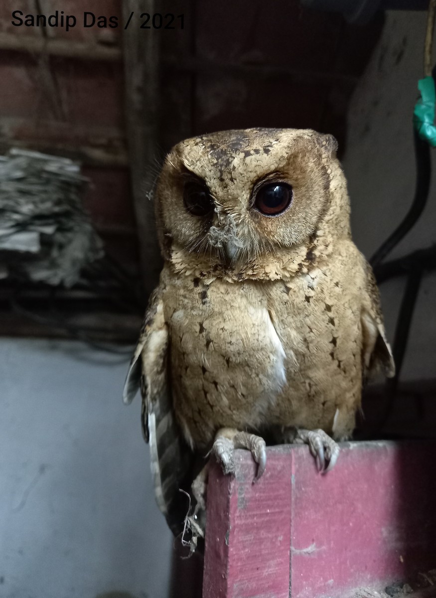 Collared Scops-Owl - ML303669551